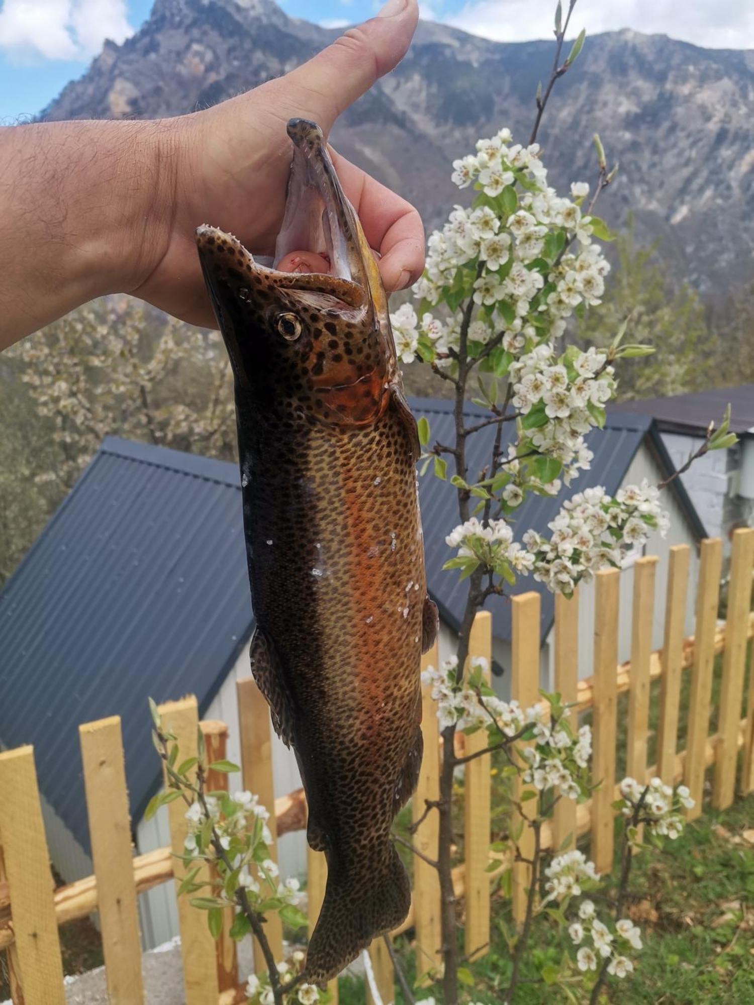 Ethno Cottage Momo Tepca Žabljak Habitación foto